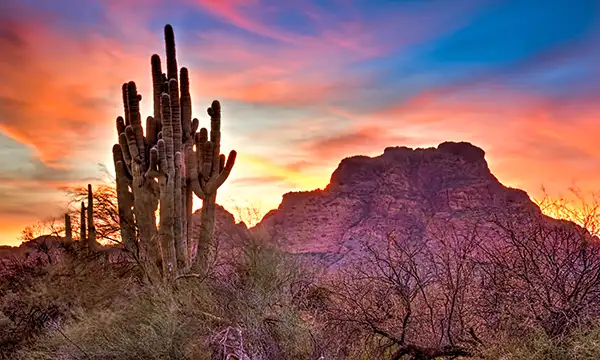 Cacti silhouetted against vibrant sunset.